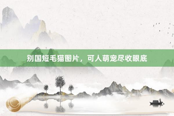 别国短毛猫图片，可人萌宠尽收眼底